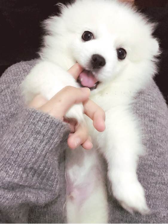 童年和狗