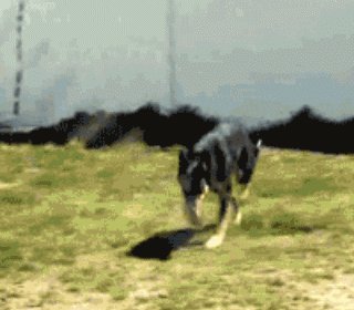 骑狗