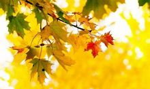 心灵深处的梧桐