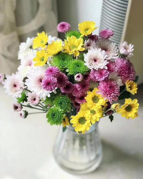 小雏菊