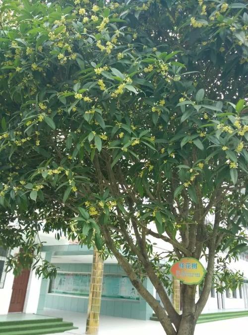 桂花树在学校