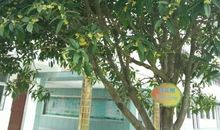 学校里的桂花树