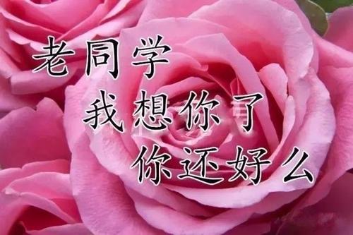 同学的同伴