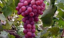 买葡萄