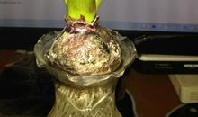 像水仙一样成长