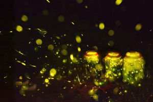 看萤火虫