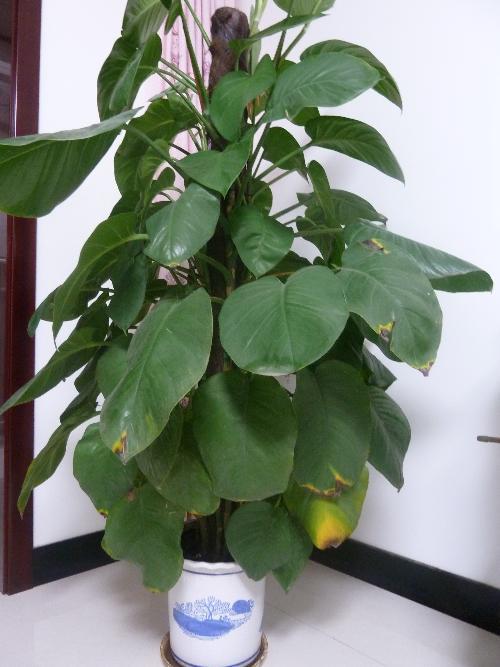 魔术绿色莳萝