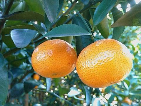 沙塘橙描述