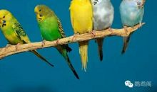 假如我是一只神鸟