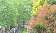 五彩缤纷的栾树