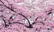 四季樱花树