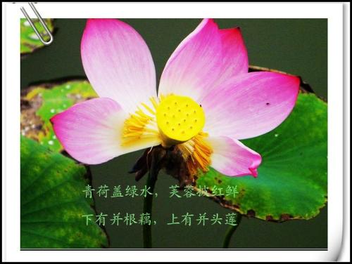 赞美莲花