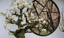 落花牵动我的情思