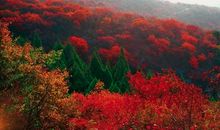 我给秋天拍张照