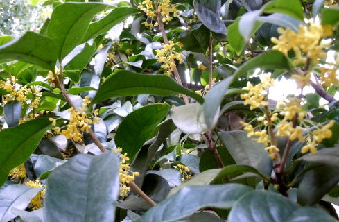 散发童年桂花的香气