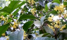 晒出童年的桂花香