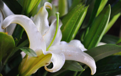 看完百合花在心田