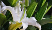 心田上的百合花开读后感