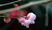 一念放下刹那开花