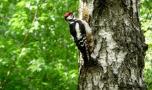 啄木鸟和树续写