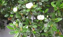 心灵深处的广玉兰