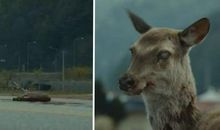 狗碰到农民会怎样续写