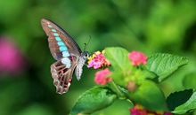 我是一只自由的蝴蝶