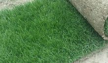 只要草的精神还在