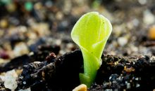 埋在土里的种子