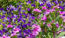 埋在时间深处的花