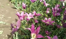 家乡德惠生态植物园一游