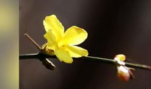 默默无闻迎春花