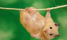 我是一只小老鼠