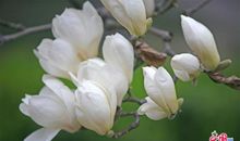 那情谊就似玉兰