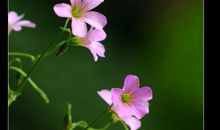 三叶草里的春天