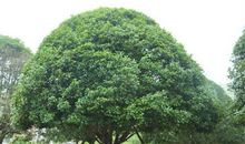 我心中的桂花树