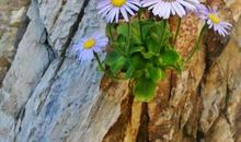 夹缝中坚毅的生命