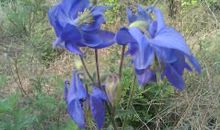 生命顽强的梧桐树