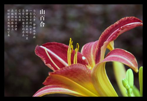 钦佩鲜花盛开在心脏领域
