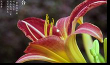 开在心田上的敬佩花