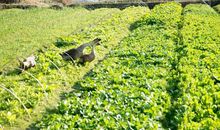 有声有色的夏天