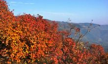 美丽的香山红叶