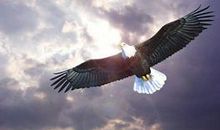 鹰重生的小学生启示