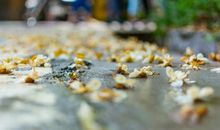 风雨过后香如故