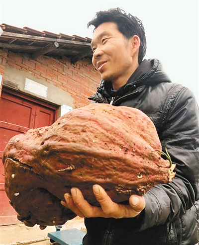 挖红薯