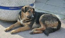 一只流浪狗的报恩