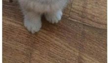 活泼淘气的小猫