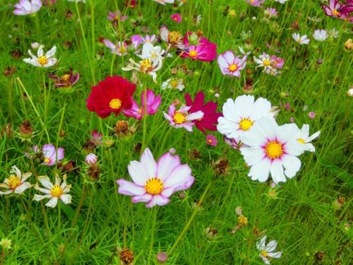 欣赏格桑花