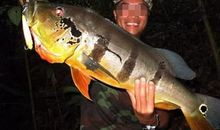 第一次当“鱼”