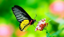 埋在时间深处的老车